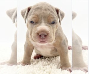 American Bully Puppy for sale in NORTH LAS VEGAS, NV, USA
