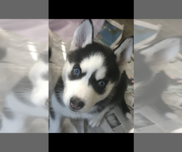 Medium Photo #6 Siberian Husky Puppy For Sale in BROCKTON, MA, USA