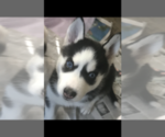 Small Photo #6 Siberian Husky Puppy For Sale in BROCKTON, MA, USA