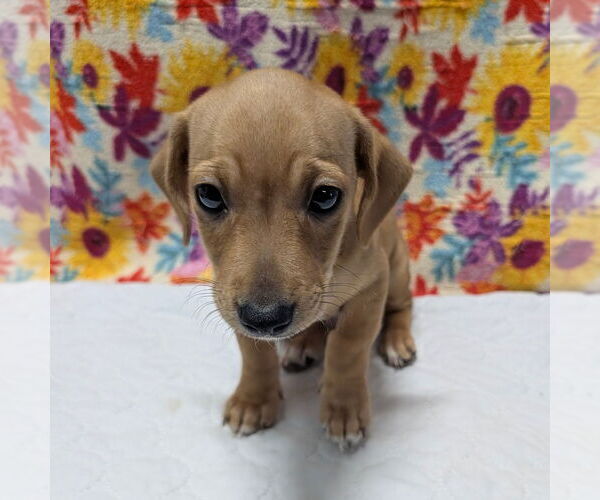 Medium Photo #1 Cheagle Puppy For Sale in Chico, CA, USA