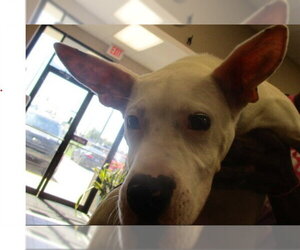 Argentinian Mastiff-Unknown Mix Dogs for adoption in Ocala, FL, USA