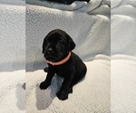 Small Photo #3 Labrador Retriever Puppy For Sale in Gagetown, MI, USA