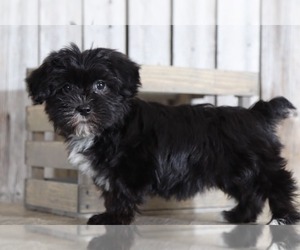 Yorkshire Terrier Puppy for sale in MOUNT VERNON, OH, USA