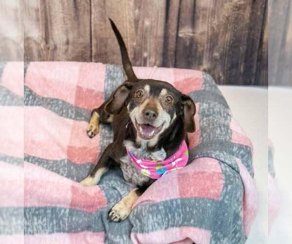 Medium Photo #2 Doxle Puppy For Sale in Kennesaw, GA, USA