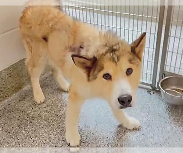 Medium Photo #2 Siberian Husky Puppy For Sale in Houston, TX, USA