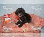 Small Photo #2 Maltipoo Puppy For Sale in SANGER, TX, USA