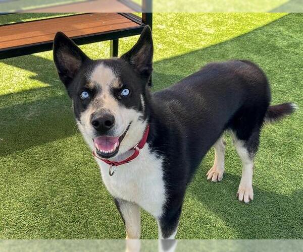 Medium Photo #3 Siberian Husky-Unknown Mix Puppy For Sale in Orange, CA, USA