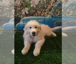 Small #2 Great Pyrenees