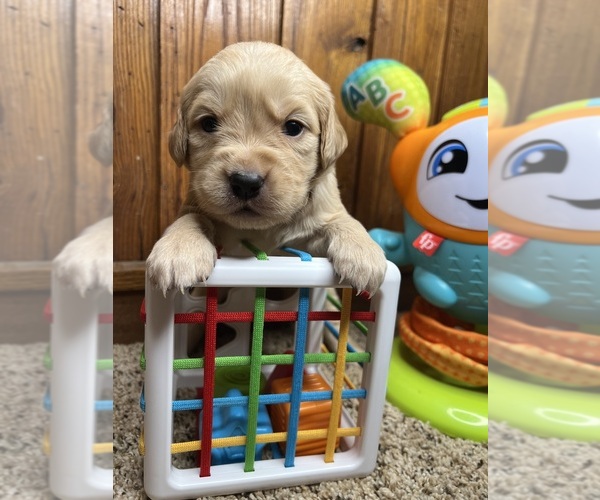 Medium Photo #7 Golden Retriever Puppy For Sale in NEOLA, WV, USA