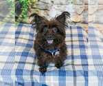 Small #3 Poodle (Miniature) Mix