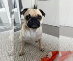 Small #3 Pug