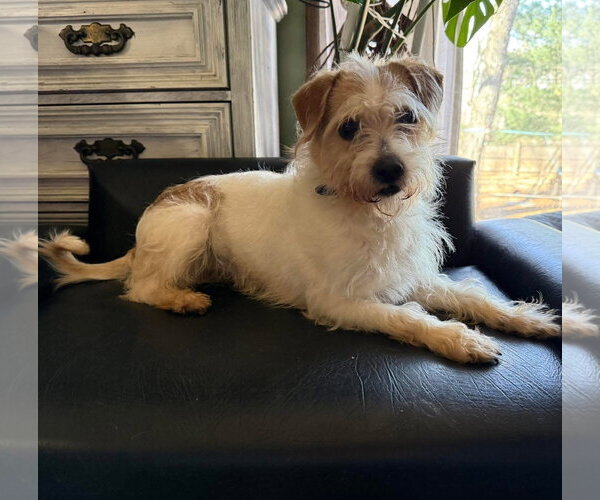 Medium Photo #2 Mutt Puppy For Sale in Brooklyn Center, MN, USA