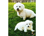 Small Photo #1 Coton de Tulear Puppy For Sale in SALT LAKE CITY, UT, USA