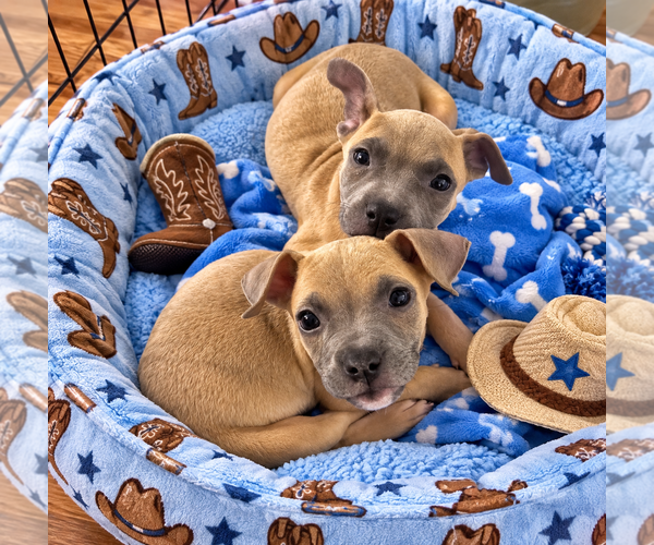 Medium Photo #4 Mutt Puppy For Sale in Euless, TX, USA