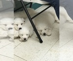 Small Photo #6 Great Pyrenees Puppy For Sale in MOUNT VERNON, IL, USA