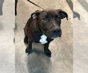 Medium Labrador Retriever Mix