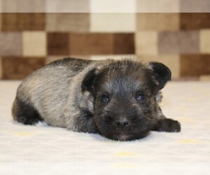 Schnauzer (Miniature) Puppy for sale in DENVER, PA, USA