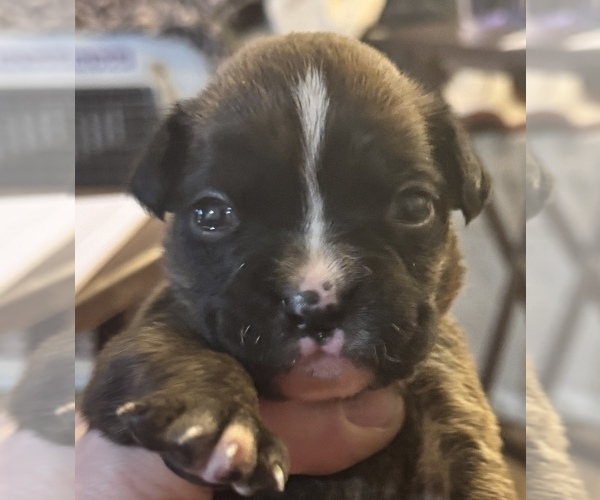 Medium Photo #1 Boxer Puppy For Sale in LANSING, MI, USA