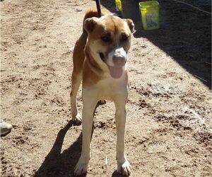 Wynn - Male Mutt Dog for Adoption - Photo #2