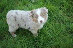 Small Photo #9 Miniature Australian Shepherd Puppy For Sale in MOUNT VERNON, WA, USA