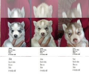 Siberian Husky Puppy for sale in HEPPNER, OR, USA