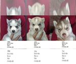 Image preview for Ad Listing. Nickname: Nathan