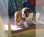 Small Photo #2 English Bulldog Puppy For Sale in WOODSTOCK, GA, USA