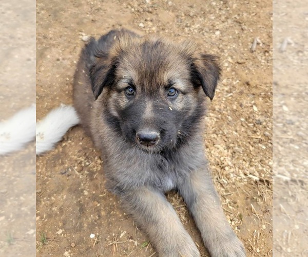 Medium Photo #2 German Shepherd Dog Puppy For Sale in ANGLETON, TX, USA