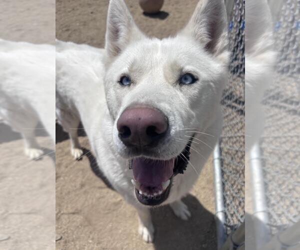 Medium Photo #2 Siberian Husky-Unknown Mix Puppy For Sale in Incline Village, NV, USA