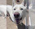 Small #1 Siberian Husky Mix