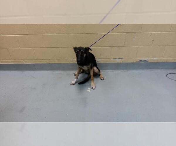 Medium Photo #1 German Shepherd Dog-Unknown Mix Puppy For Sale in Tulsa, OK, USA