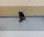 Small German Shepherd Dog Mix