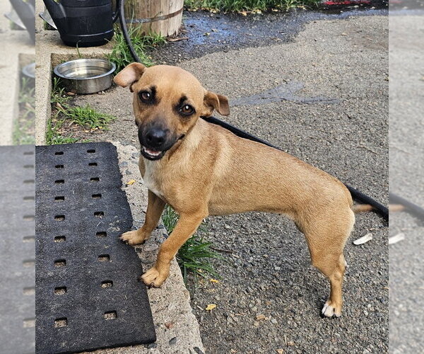Medium Photo #2 Mutt Puppy For Sale in Bloomingdale, NJ, USA