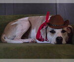Small American Pit Bull Terrier Mix