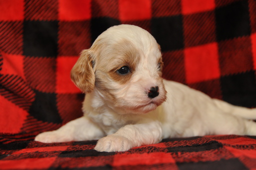 Medium Photo #14 Cavapoo Puppy For Sale in PHOENIX, AZ, USA