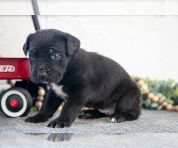 Medium Photo #13 Cane Corso Puppy For Sale in BIRD IN HAND, PA, USA