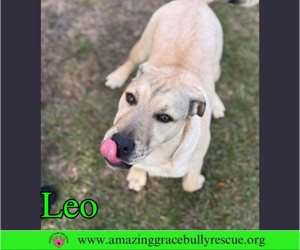 Medium Photo #2 Bulldog-Labrador Retriever Mix Puppy For Sale in Pensacola, FL, USA