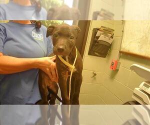 American Pit Bull Terrier Dogs for adoption in Tulsa, OK, USA