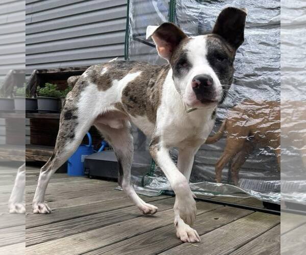 Medium Photo #4 Catahoula Leopard Dog-Unknown Mix Puppy For Sale in New Oxford , PA, USA