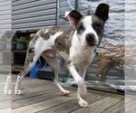Small #3 Catahoula Leopard Dog Mix
