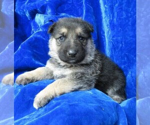 German Shepherd Dog Puppy for sale in HARTVILLE, MO, USA