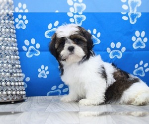 Shih Tzu Puppy for sale in MARIETTA, GA, USA