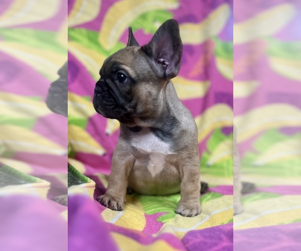 Medium Photo #2 French Bulldog Puppy For Sale in BRIGHTON, CO, USA