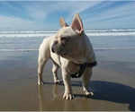 Small Photo #1 French Bulldog Puppy For Sale in PACIFIC CITY, OR, USA