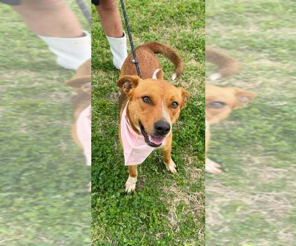 Medium Photo #2 Mutt Puppy For Sale in Abbeville, LA, USA