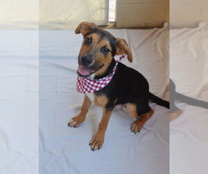 Mutt Dogs for adoption in McKinney, TX, USA