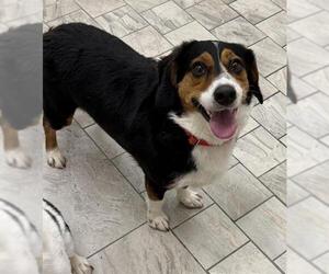 Poogle Dogs for adoption in Canfield, OH, USA