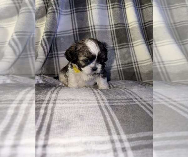 Medium Photo #2 Shih Tzu Puppy For Sale in GLENDALE HEIGHTS, IL, USA