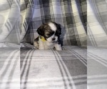 Small Photo #9 Shih Tzu Puppy For Sale in GLENDALE HEIGHTS, IL, USA