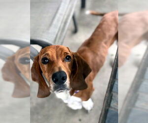 Basset Hound Dogs for adoption in Deepwater, NJ, USA